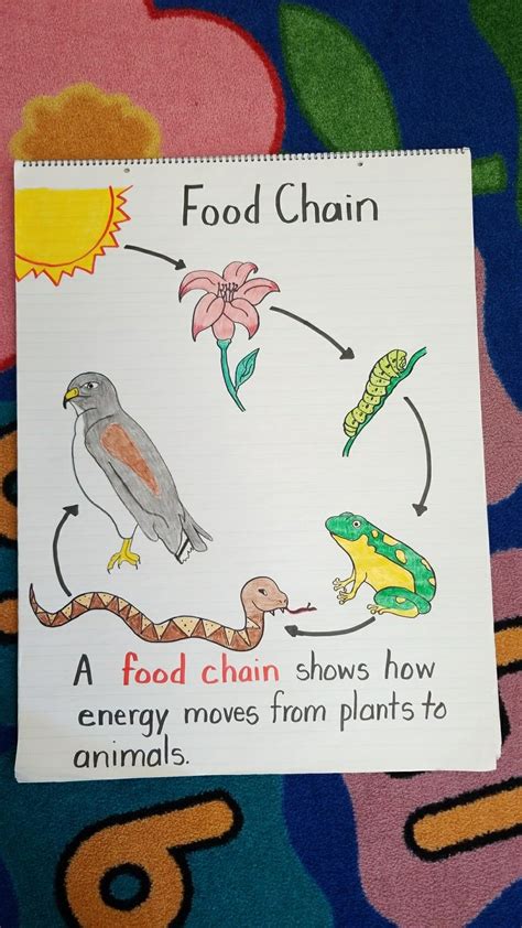 easy food chain drawing - Ludivina Schwarz