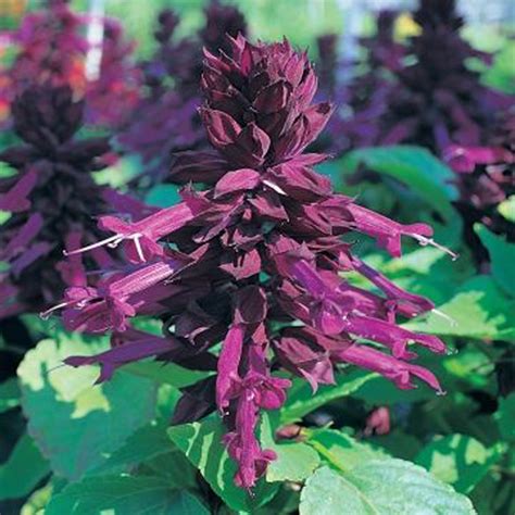 Salvia Sizzler Purple – Green Valley Garden Centre