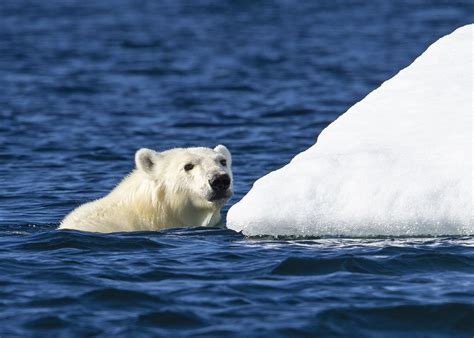 Weber Arctic | GUIDE: WHEN TO SEE POLAR BEARS IN THE WILD