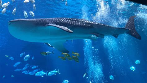 beautiful whale shark in the georgia aquarium! : r/WhaleShark