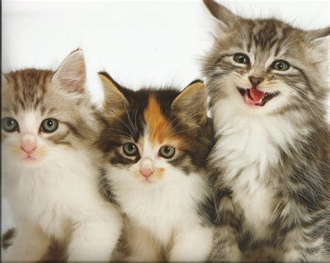 HD Kittens Cat Cats Baby Cute High Quality Picture Wallpaper | Download Free - 141639