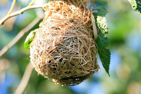 Bird Nest Wallpapers - Top Free Bird Nest Backgrounds - WallpaperAccess