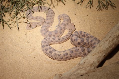 Gobi Desert Snakes