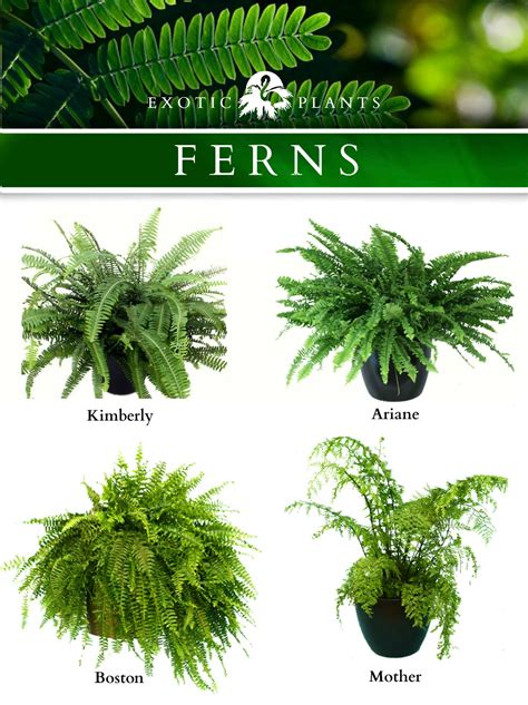 Different Types Of Indoor Ferns - megan-horsinaround