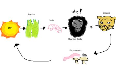 Our Food Web/Chain - Mountain Gorillas