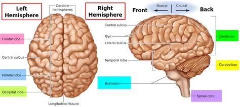 Cerebrum Structure And Human Brain Sections And Parts Anatomy Outline Diagram ...