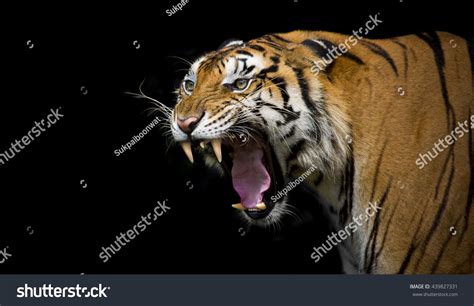 27,840 Tiger Roar Images, Stock Photos & Vectors | Shutterstock