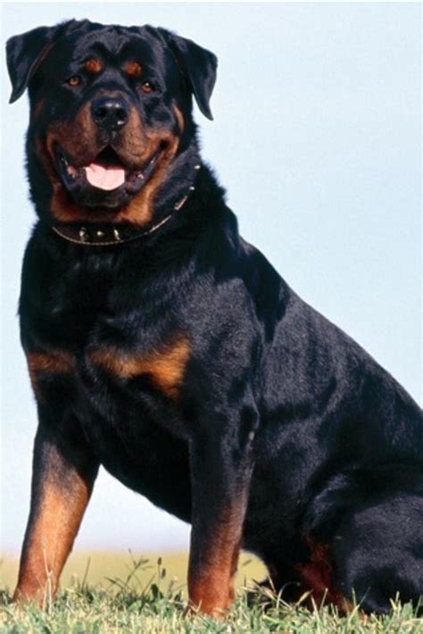 rottweiler - gorgeous!! Raza Rottweiler, Rottweiler Dog Breed, Rottweiler Love, Rottweiler ...