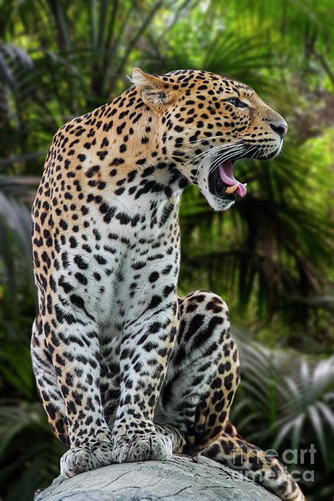 Roaring Leopard Photograph by Arterra Picture Library - Fine Art America