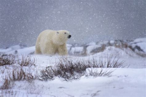 Tundra Biome Animals And Plants