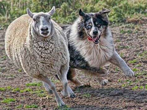 Four Key Dog Training Tips to Help You Lead Your Australian Shepherd