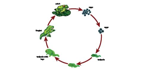 Top 125+ Hots questions on reproduction in animals - Merkantilaklubben.org