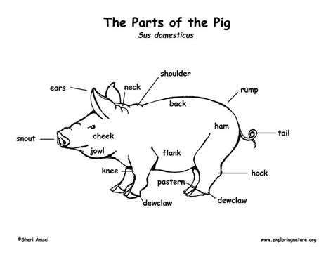 External Anatomy Of Pig - Anatomy Reading Source