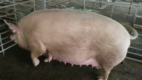 Pregnant Female Pig at Rs 15000/number | Farm Pig | ID: 15718855812