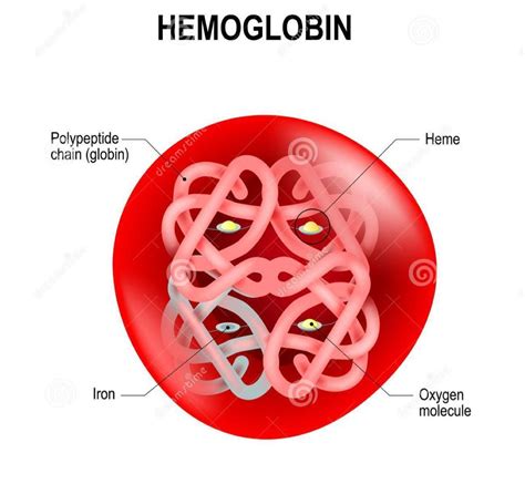 Red Blood Cell Structure Diagram