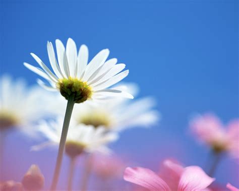 Bright Flowers wallpaper | 1280x1024 | #78140