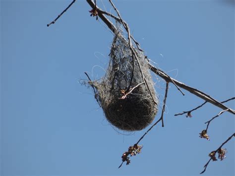 Best of Bird Nests – Young Naturalists Club