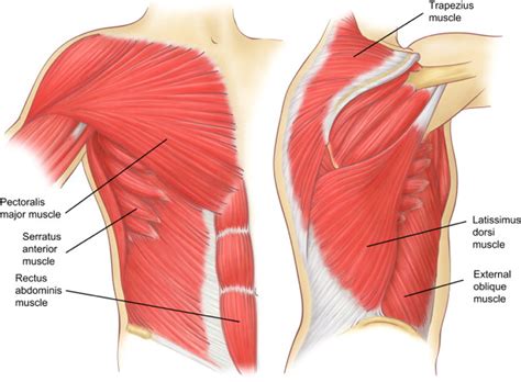 Female Chest Wall Muscle Anatomy