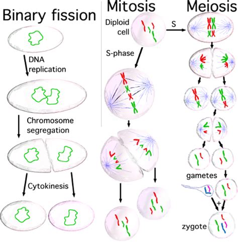 Cell Division: Mitosis and Meiosis - Owlcation