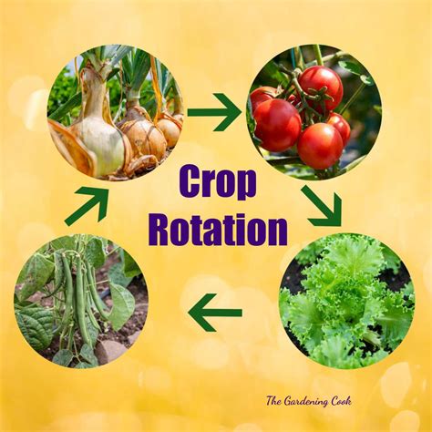 What is Crop Rotation? - Tips for Vegetable Rotation Planting