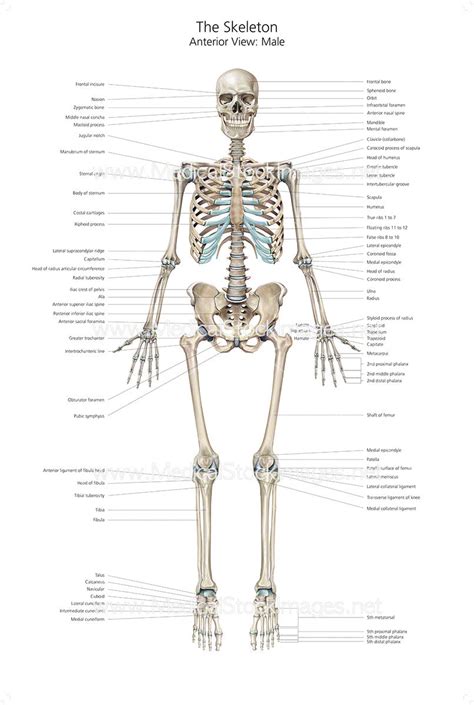 Human Body Bones Diagram - Human Body with Organs | Body diagram, Human body anatomy ... : This ...