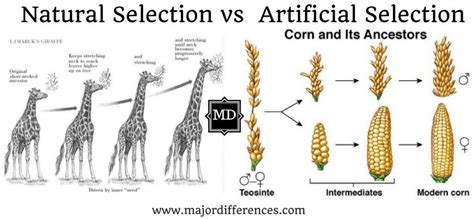 10 Differences between Natural selection and Artificial selection (Natural Selection Vs ...