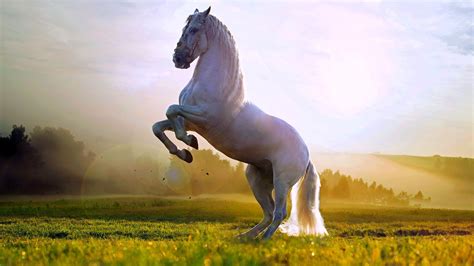 7 Horse Hd Wallpapers 1920x1080