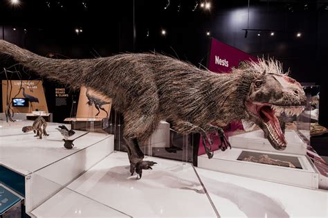 See dinosaurs with some of the feathers and frills they once wore - The Washington Post