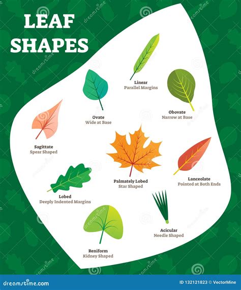 Leaf Shapes Vector Illustration. Biology Labeled Leave Kinds for Kids. Stock Vector ...