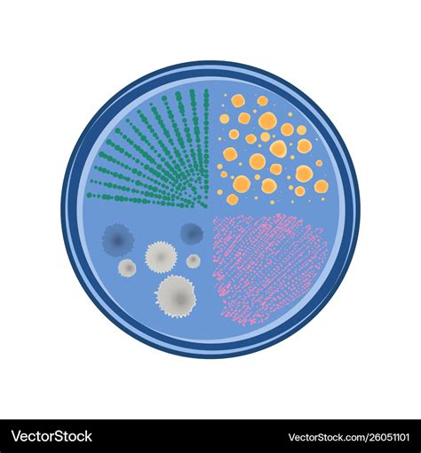 Growth bacteria colonies in petri dish Royalty Free Vector