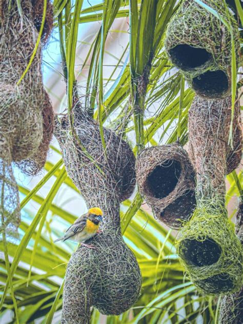 10 of the Most Remarkable Bird Nests