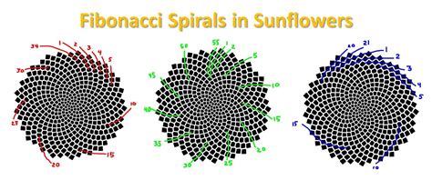 Unraveling the Roots of the Fibonacci Sequence: From Ancient India to Modern Mathematics