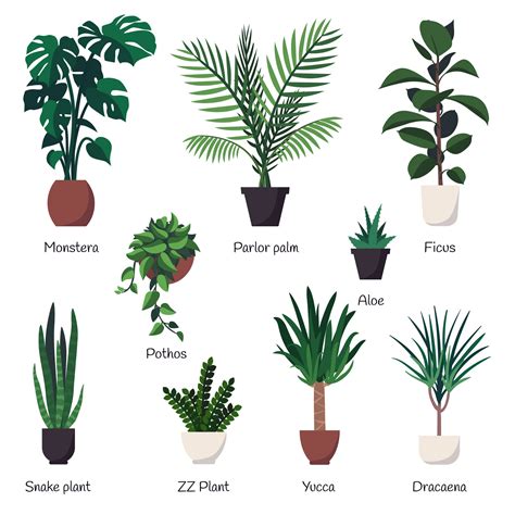 Vector set of various common indoor ornamental plants with names. - Download Free Vectors ...