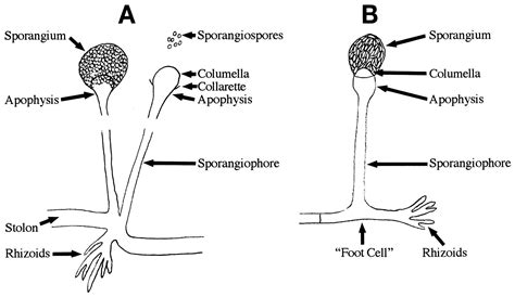 Image result for mucor columella sporangium