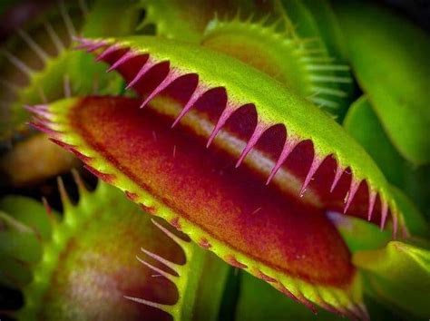 10 Strange Facts About The Venus Flytrap | Hungry Plant