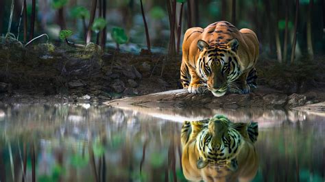 1920x1080 Tiger Glowing Eyes Drinking Water 4k Laptop Full HD 1080P ,HD 4k Wallpapers,Images ...