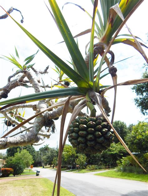 Tropical Fruit Trees In Florida : Fruit Trees that Grow In Florida | AdinaPorter / The number ...