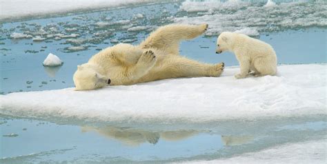 International Polar Bear Day Spreads Awareness of Polar Bear Conservation and the Dire Threat of ...