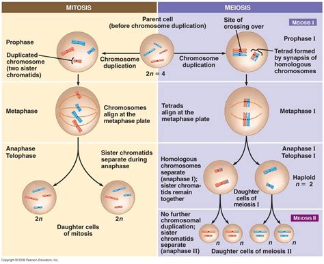 Mitosis Vs Meiosis Chart Biology