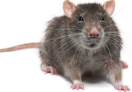 5 Diseases Transmitted By Rodents Within the Home | Online Pest Control