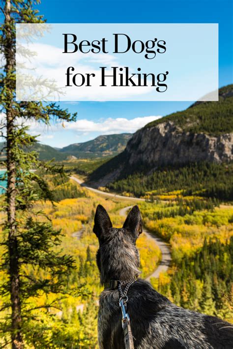 Best Dogs For Hiking and Camping - The Dog Names Collection