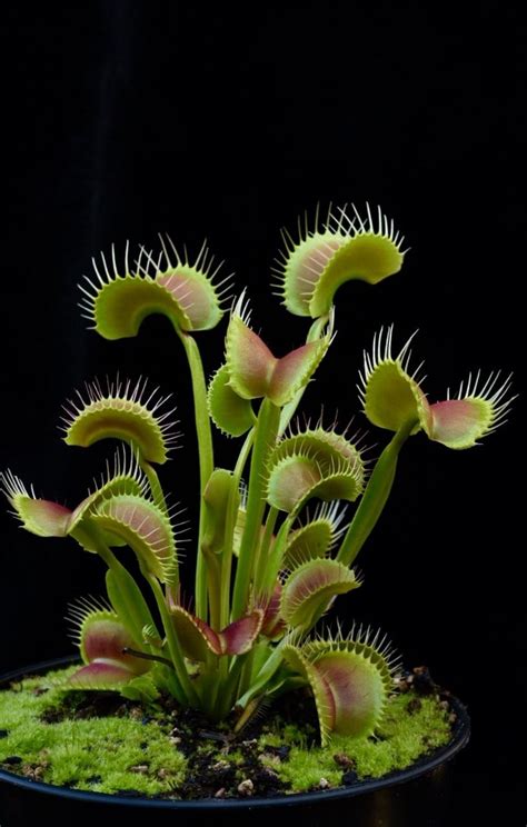 Jeremiah's Carnivorous Plants | Weird plants, Plants, Carnivorous plants