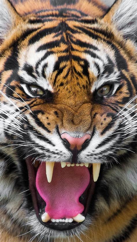 Angry Tiger Face Hd Wallpaper