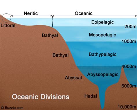 Abyssopelagic Zone - Open oceans