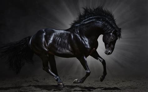 Download Black Beauty Horse Wallpaper - GetWalls.io