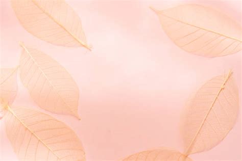 13,300+ Fall Leaves Pink Stock Photos, Pictures & Royalty-Free Images - iStock