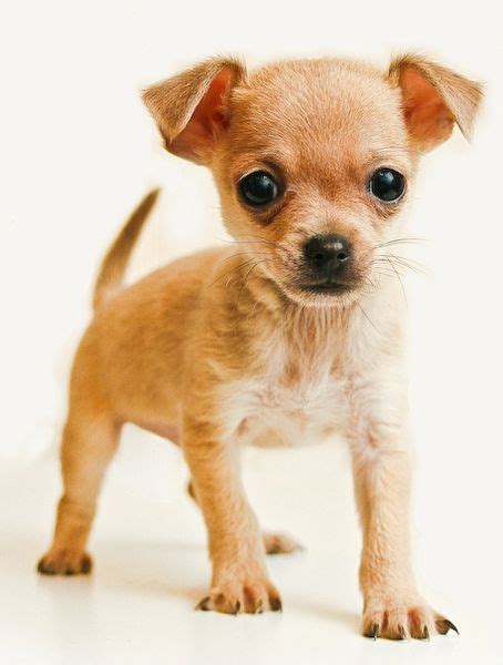 The Truth About The Teacup Chihuahua - Animalso