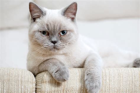 British Shorthair - Colourpoint Cats | Cat Breeds