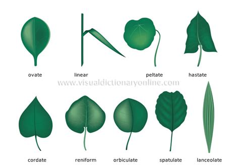 PLANTS & GARDENING :: PLANTS :: LEAF :: SIMPLE LEAVES image - Visual Dictionary Online