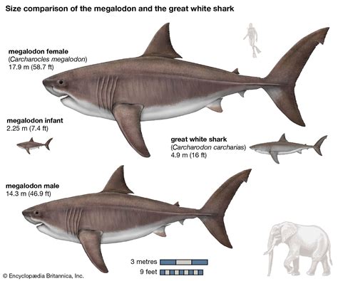 Megalodon | Size, Fossil, Teeth, & Facts | Britannica